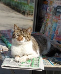 chat-alors-valerie-lebon