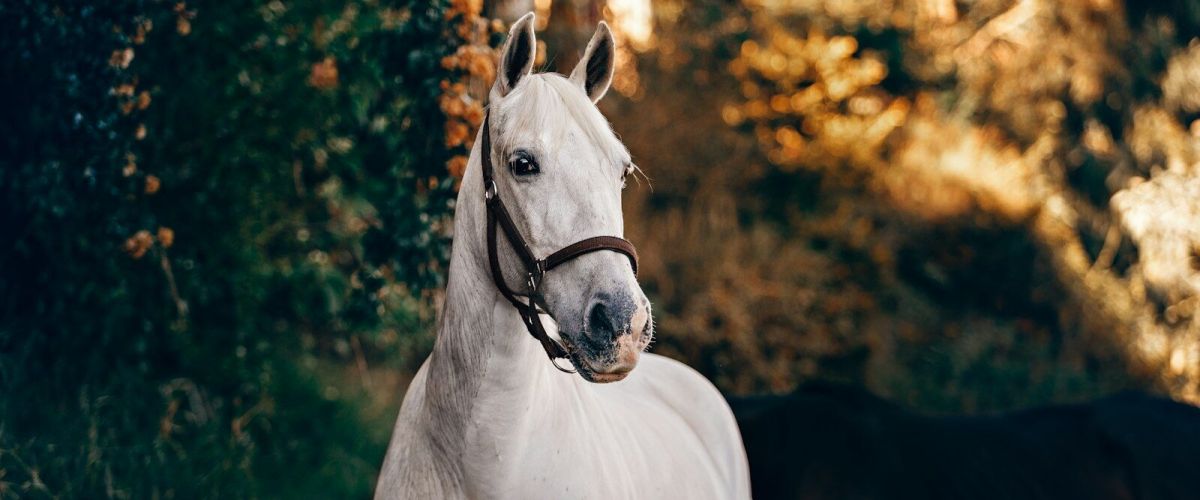 white horse standing near plant