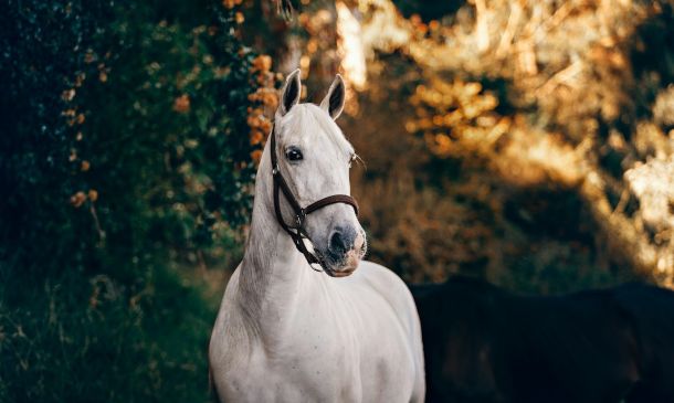 white horse standing near plant